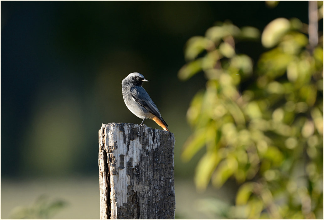 Hausrotschwanz Naturschutzhof, Naturpark Maas-Schwalm-Nette