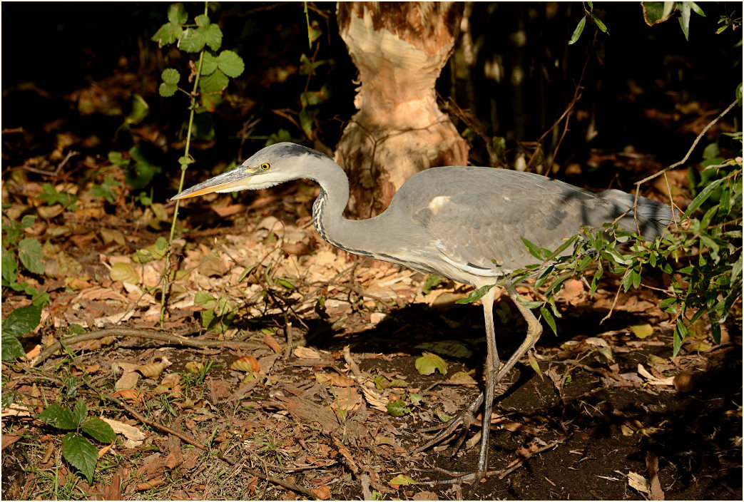 Graureiher vor Biberspuren Rohrdommelprojekt, Naturpark Maas-Schwalm-Nette