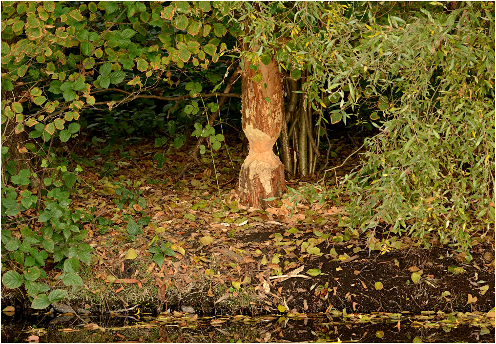 Biberspuren Rohrdommelprojekt, Naturpark Maas-Schwalm-Nette