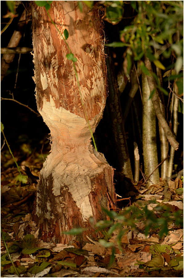 Biberspuren Rohrdommelprojekt, Naturpark Maas-Schwalm-Nette