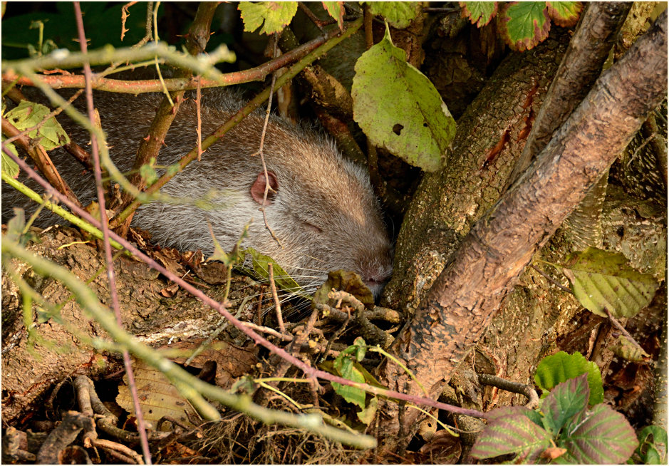 Schlafender Nutria Rohrdommelprojekt, Naturpark Maas-Schwalm-Nette