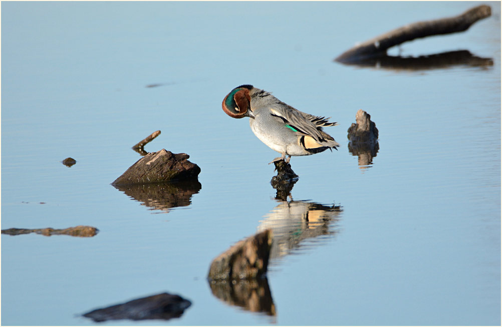 Krickente Rohrdommelprojekt, Naturpark Maas-Schwalm-Nette