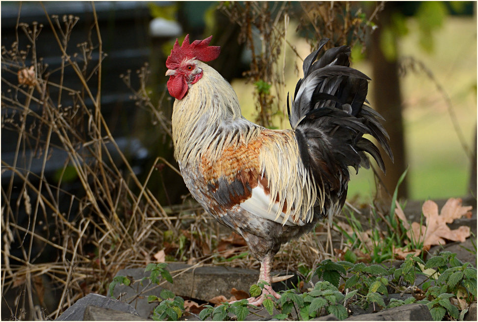 Hahn Naturschutzhof, Naturpark Maas-Schwalm-Nette