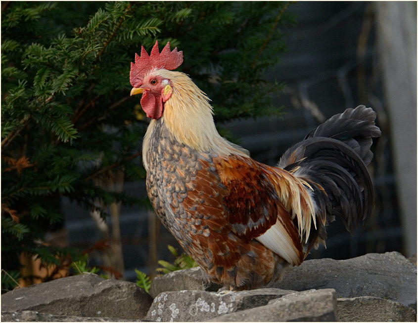 Hahn Naturschutzhof, Naturpark Maas-Schwalm-Nette