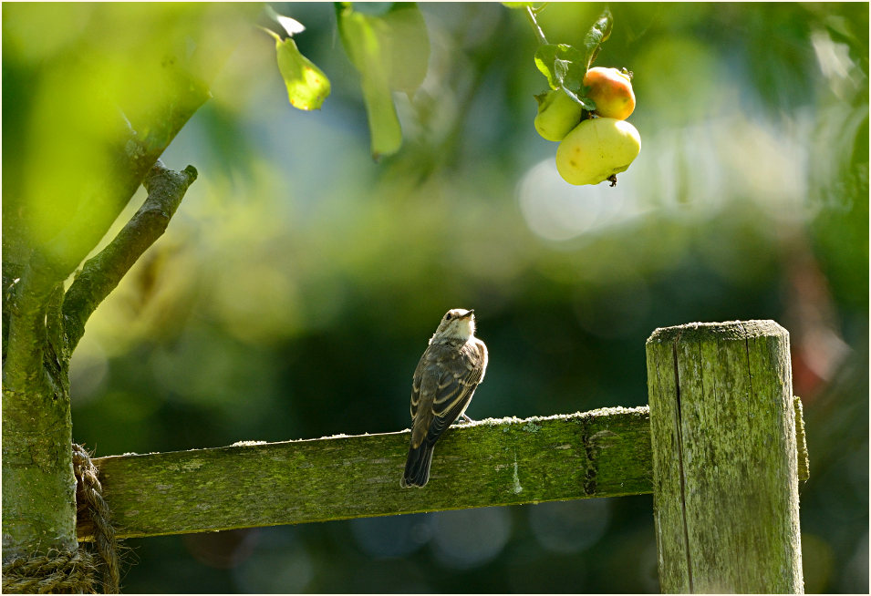 Grauschn&auml;pper Naturschutzhof, Naturpark Maas-Schwalm-Nette