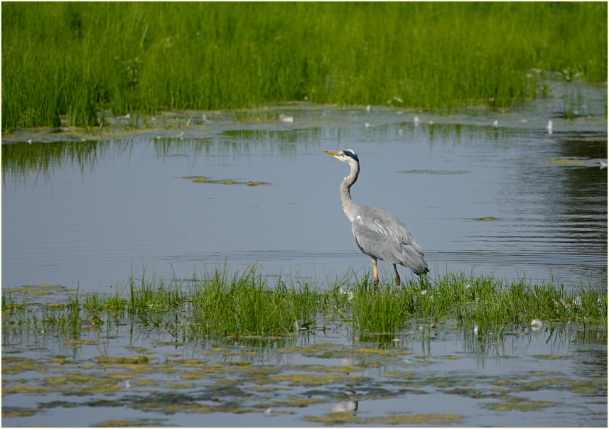 Graureiher Rohrdommelprojekt, Naturpark Maas-Schwalm-Nette