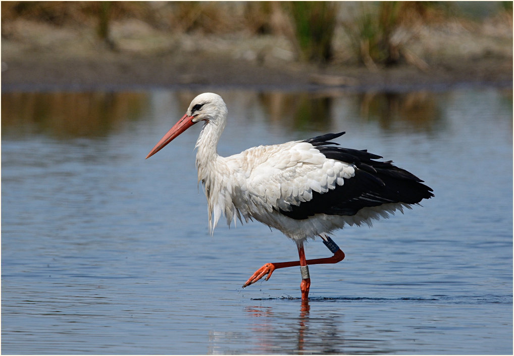 Weißstorch Rohrdommelprojekt, Naturpark Maas-Schwalm-Nette