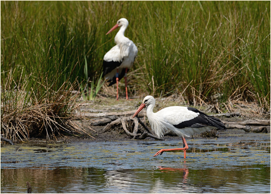 Wei&szlig;storch Rohrdommelprojekt, Naturpark Maas-Schwalm-Nette