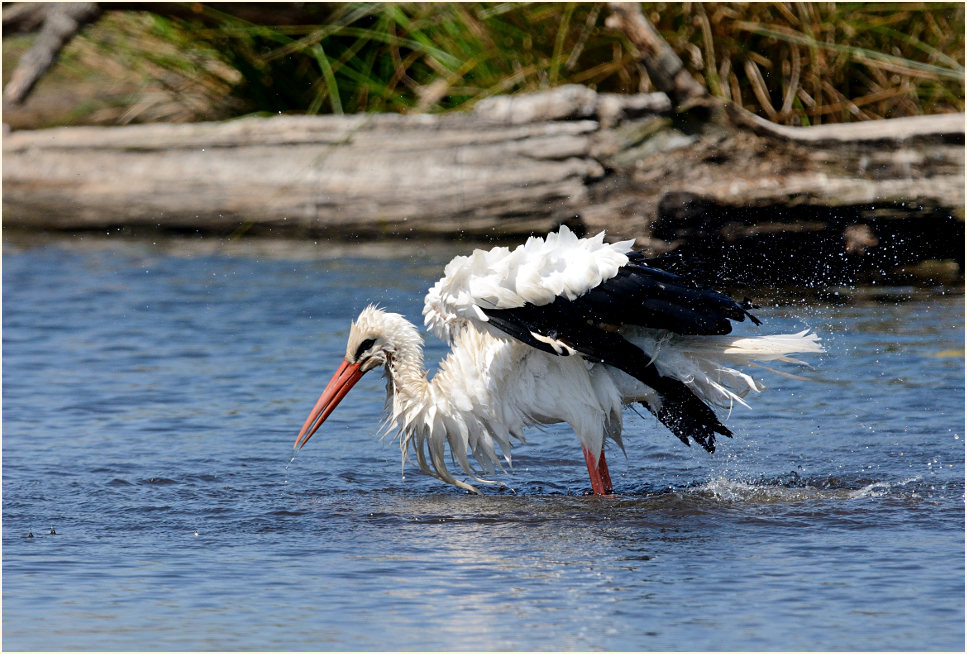 Wei&szlig;storch Rohrdommelprojekt, Naturpark Maas-Schwalm-Nette