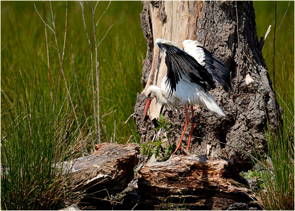 Weißstorch Rohrdommelprojekt, Naturpark Maas-Schwalm-Nette