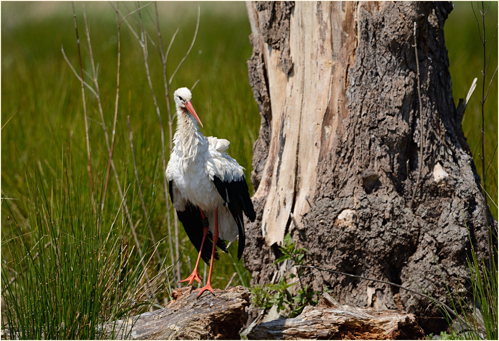 Wei&szlig;storch Rohrdommelprojekt, Naturpark Maas-Schwalm-Nette