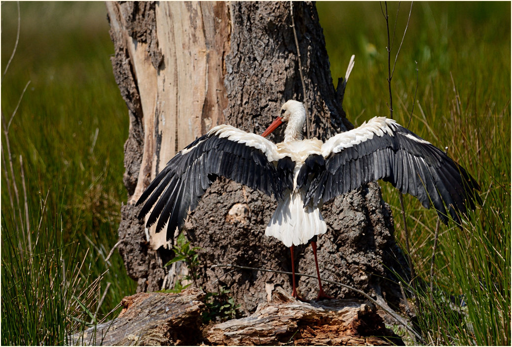 Weißstorch Rohrdommelprojekt, Naturpark Maas-Schwalm-Nette