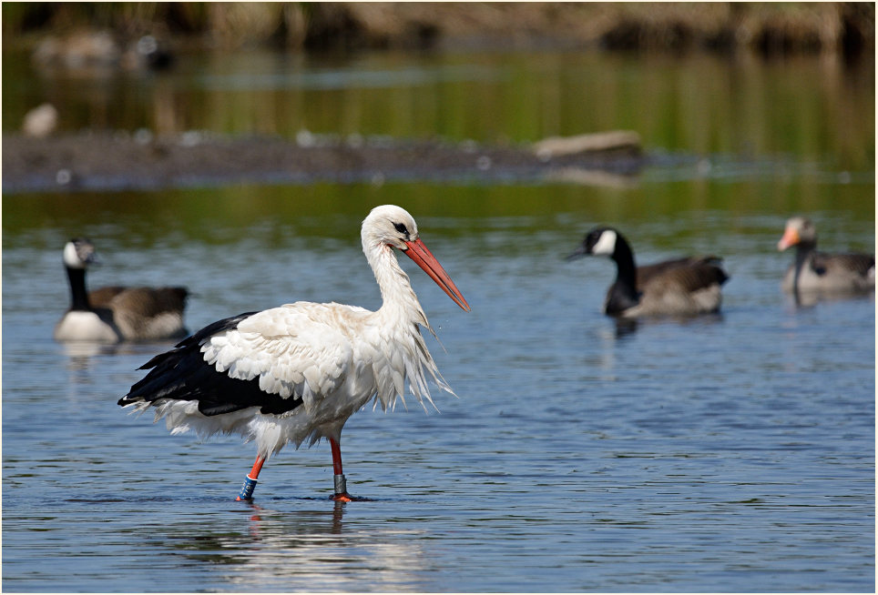 Weißstorch Rohrdommelprojekt, Naturpark Maas-Schwalm-Nette