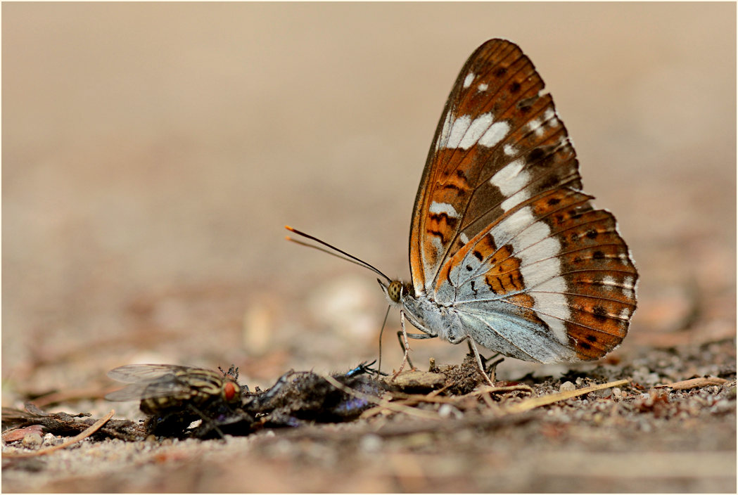 Kleiner Eisvogel Nähe Krickenbecker Seen, Naturpark Maas-Schwalm-Nette
