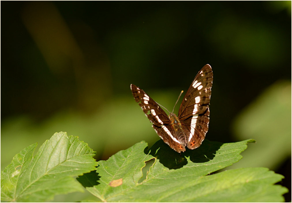 Kleiner Eisvogel N&auml;he Krickenbecker Seen, Naturpark Maas-Schwalm-Nette