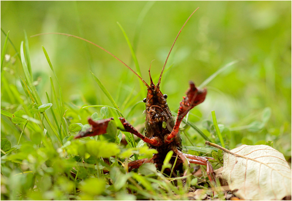 Amerikanischer Sumpfkrebs am De Wittsee, Naturpark Maas-Schwalm-Nette