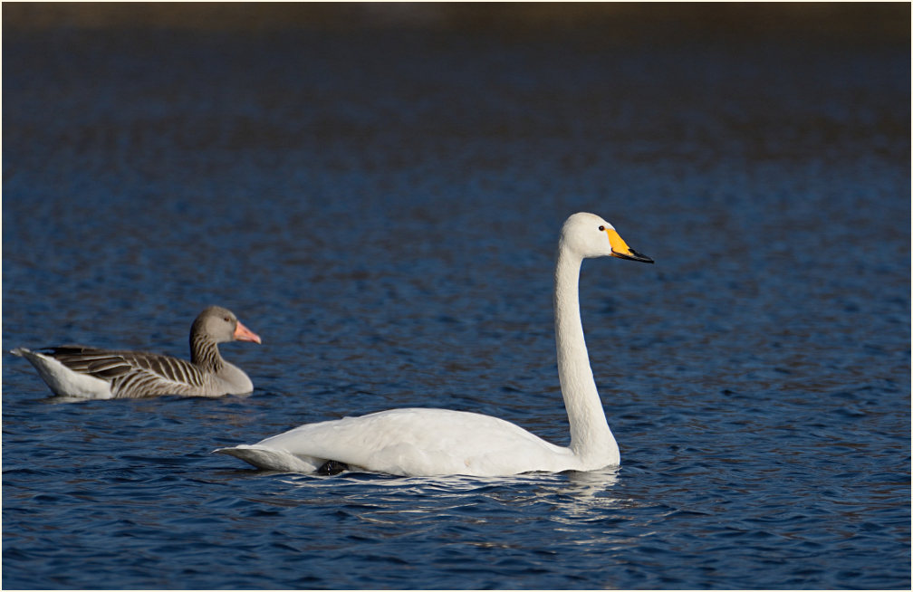 Singschwan am De Wittsee, Naturpark Maas-Schwalm-Nette