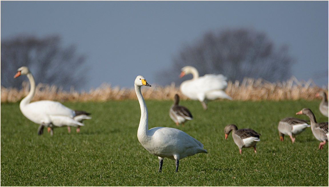 Singschwan nahe De Wittsee, Naturpark Maas-Schwalm-Nette