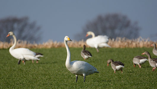 vergrößern