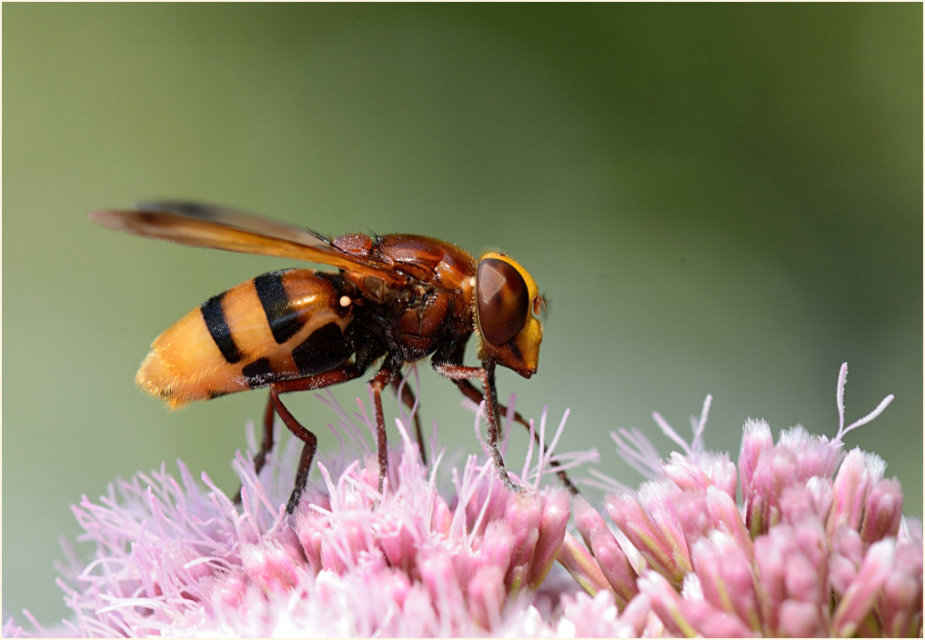 Hornissenschwebfliege Rohrdommelprojekt, Naturpark Maas-Schwalm-Nette