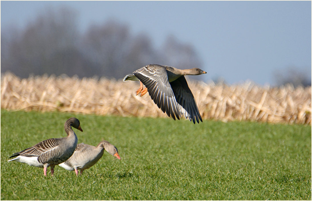 Saatgans nahe De Wittsee, Naturpark Maas-Schwalm-Nette