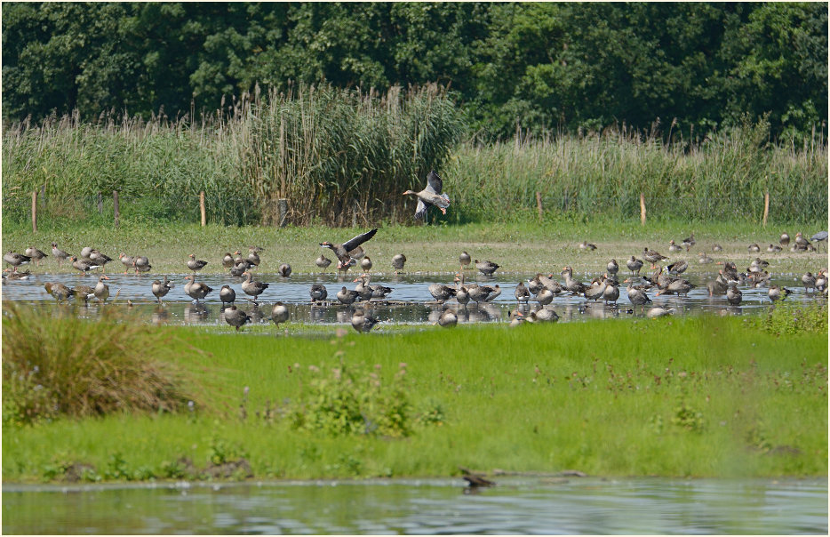 Graugänse Rohrdommelprojekt, Naturpark Maas-Schwalm-Nette