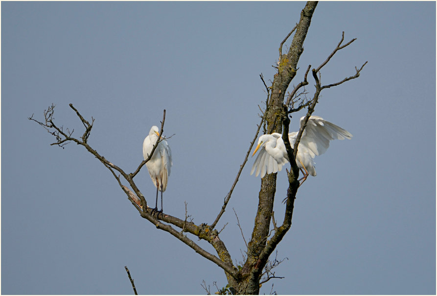 Silberreiher Krickenbecker Seen, Naturpark Maas-Schwalm-Nette