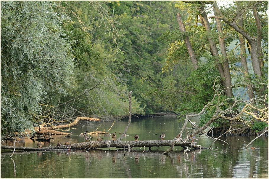 Krickenbecker Seen, Naturpark Maas-Schwalm-Nette