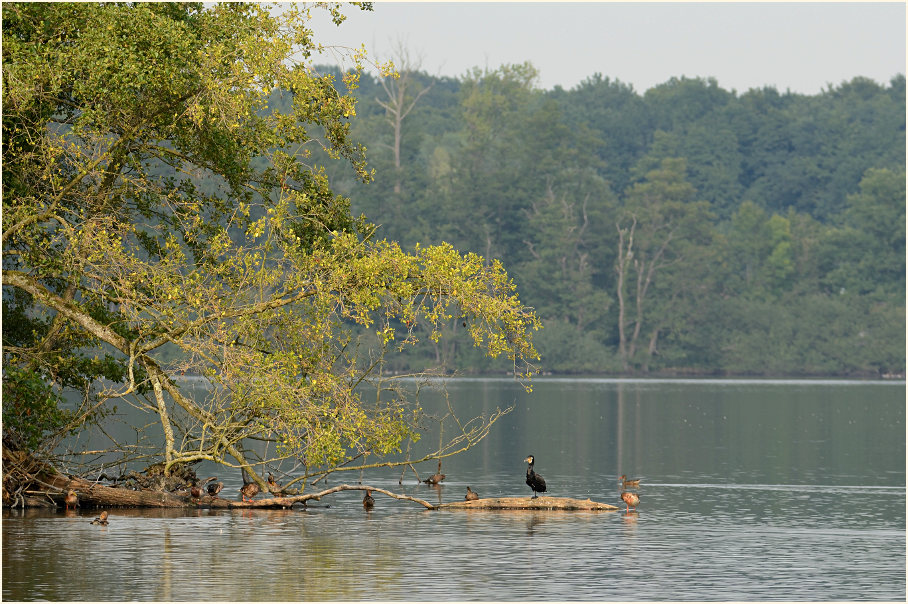 Krickenbecker Seen, Naturpark Maas-Schwalm-Nette