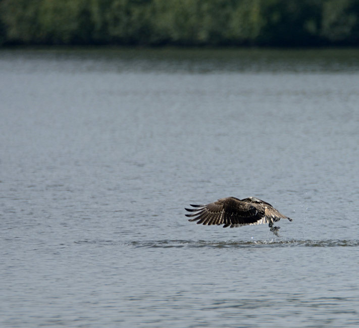 Fischadler Krickenbecker Seen, Naturpark Maas-Schwalm-Nette