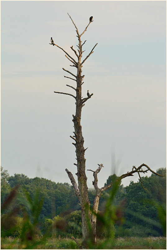 Rohrdommelprojekt, Naturpark Maas-Schwalm-Nette