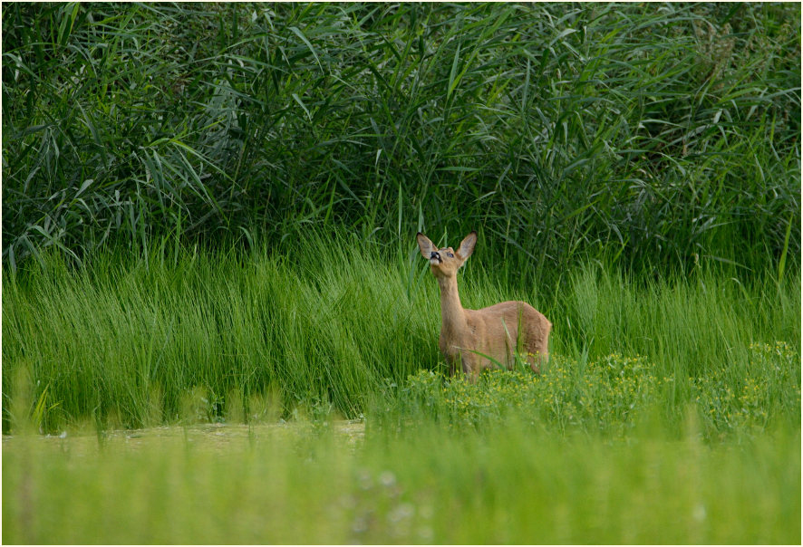 Reh Rohrdommelprojekt, Naturpark Maas-Schwalm-Nette