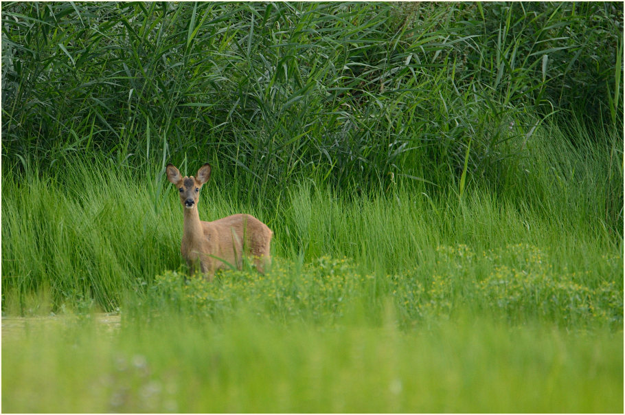 Reh Rohrdommelprojekt, Naturpark Maas-Schwalm-Nette