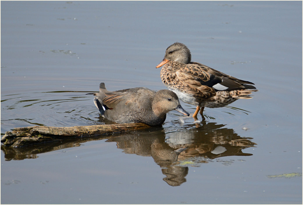 Schnatterenten Rohrdommelprojekt, Naturpark Maas-Schwalm-Nette