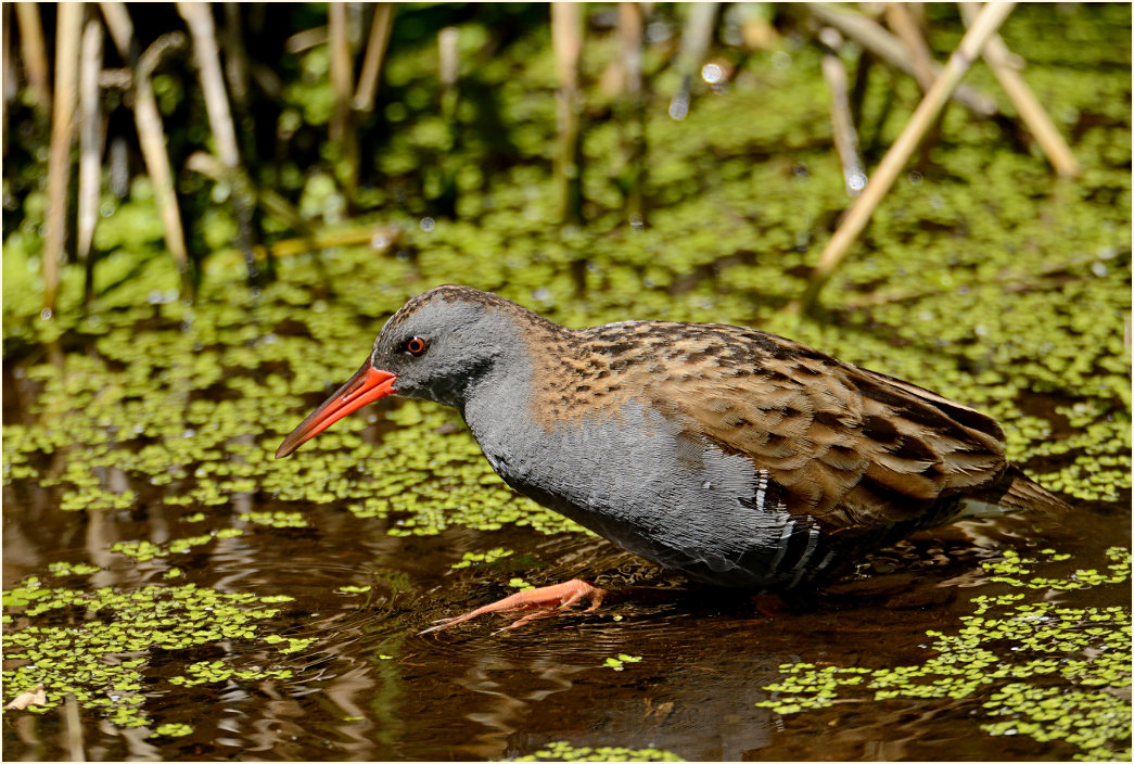 Wasserralle Rohrdommelprojekt, Naturpark Maas-Schwalm-Nette