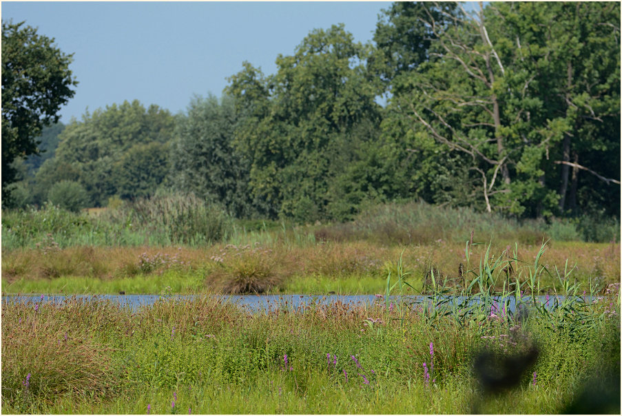 Rohrdommelprojekt, Naturpark Maas-Schwalm-Nette