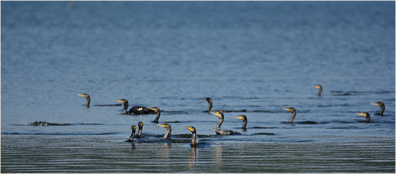 Kormorane Krickenbecker Seen, Naturpark Maas-Schwalm-Nette