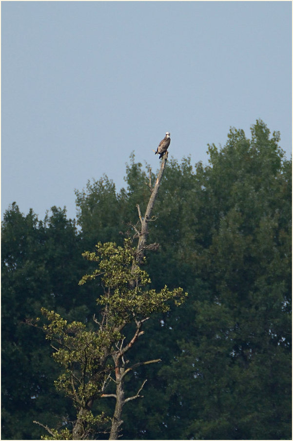 Krickenbecker Seen, Naturpark Maas-Schwalm-Nette