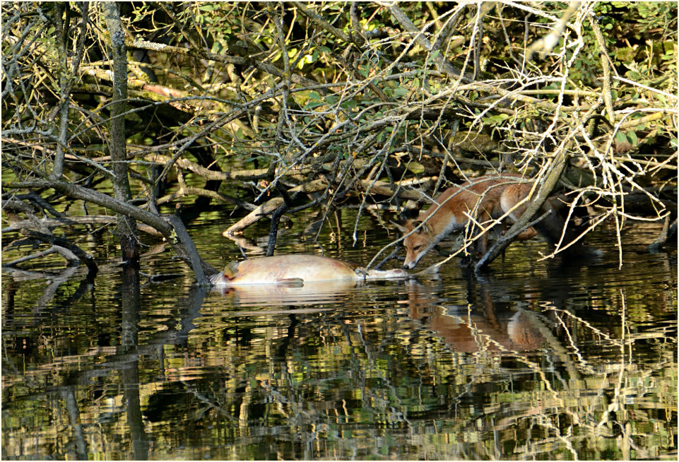 Rotfuchs mit totem Fisch, Naturpark Maas-Schwalm-Nette