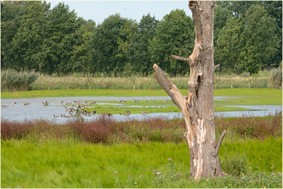 Rohrdommelprojekt, Naturpark Maas-Schwalm-Nette