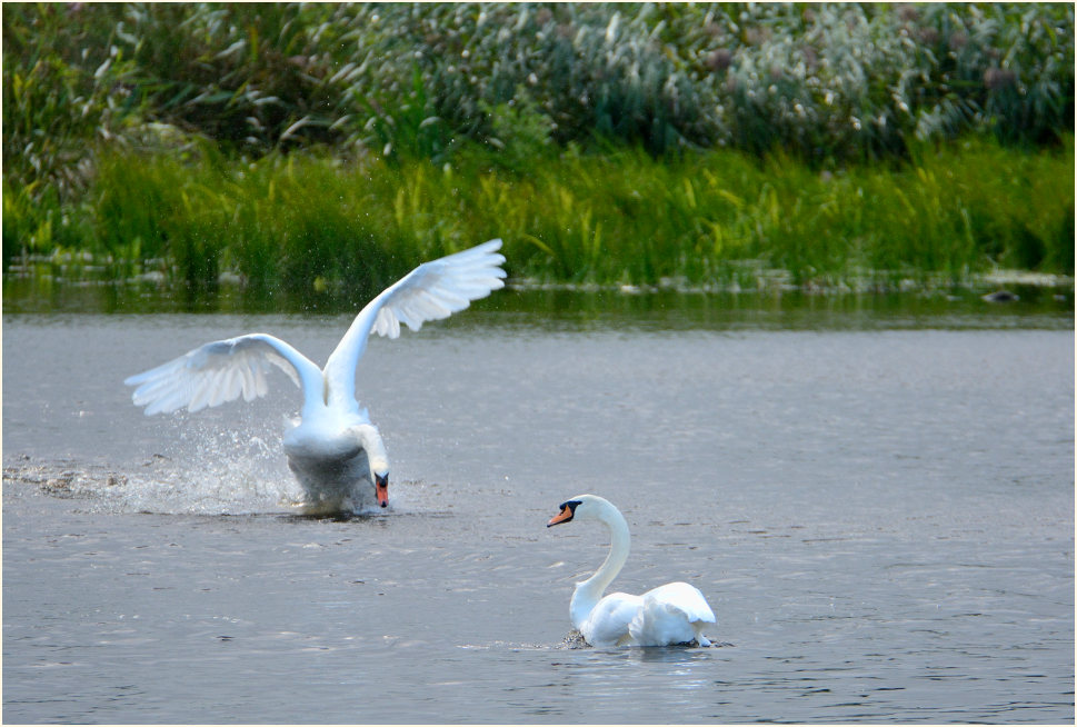 Höckerschwäne Rohrdommelprojekt, Naturpark Maas-Schwalm-Nette