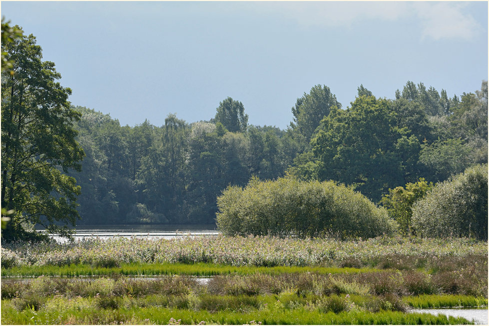 Rohrdommelprojekt, Naturpark Maas-Schwalm-Nette