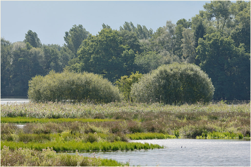 Rohrdommelprojekt, Naturpark Maas-Schwalm-Nette