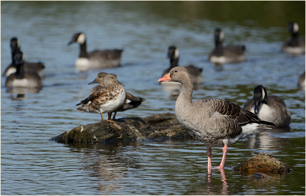 Wasservögel Rohrdommelprojekt, Naturpark Maas-Schwalm-Nette