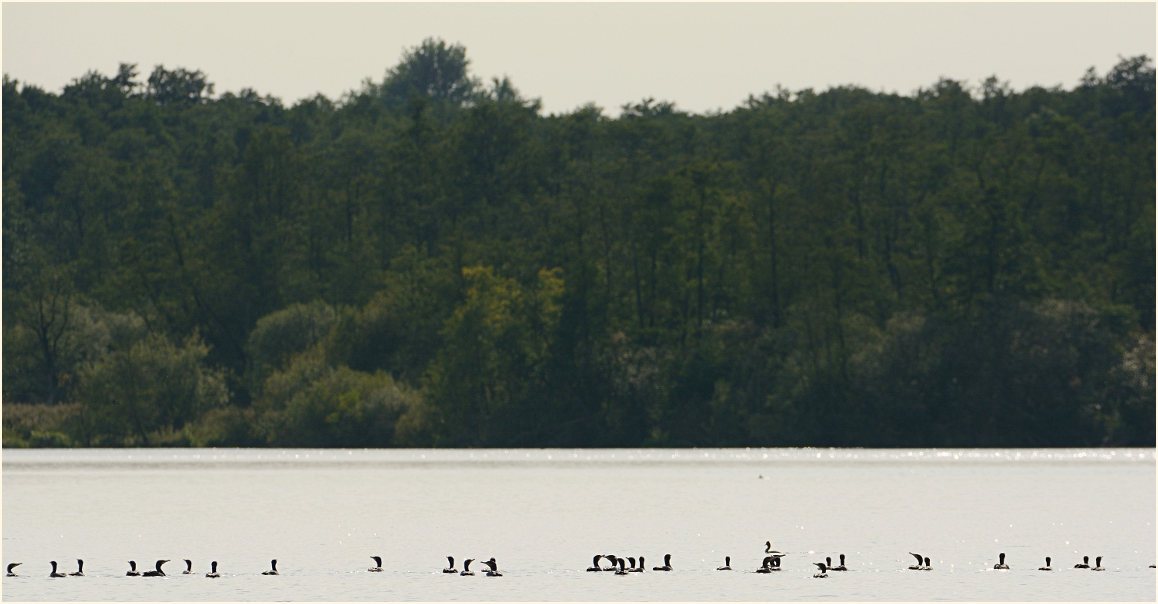 Kormorane Krickenbecker See, Naturpark Maas-Schwalm-Nette