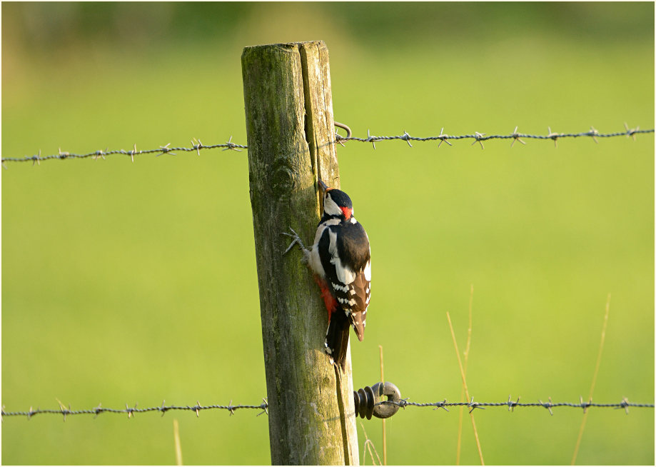 Buntspecht, Naturpark Maas-Schwalm-Nette