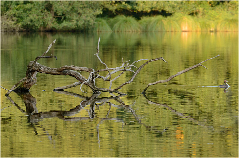 Am de Wittsee, Naturpark Maas-Schwalm-Nette