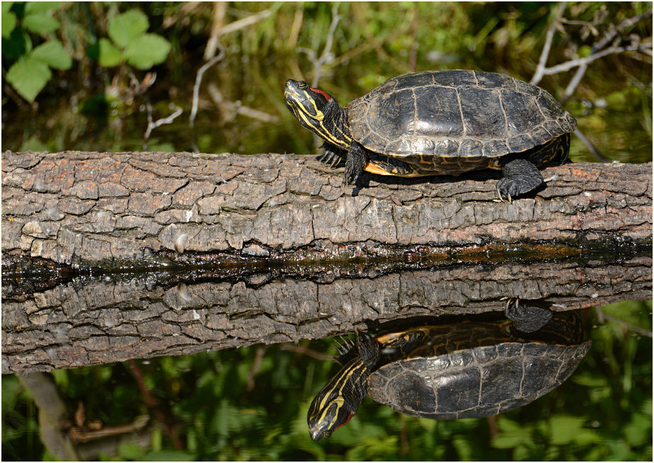 Rotwangenschildkr&ouml;te an der Nette, Naturpark Maas-Schwalm-Nette