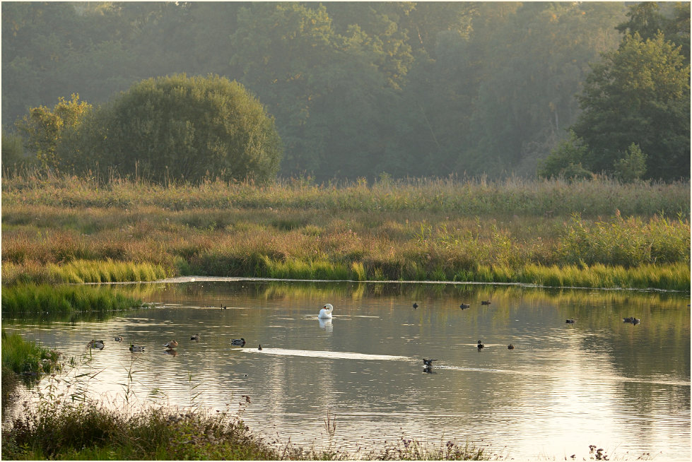 Rohrdommelprojekt, Naturpark Maas-Schwalm-Nette