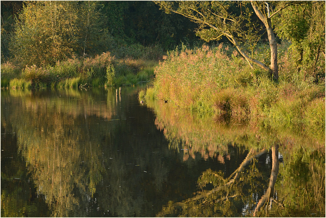 Rohrdommelprojekt, Naturpark Maas-Schwalm-Nette